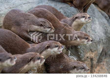 動物園のアイドル　コツメカワウソ 134288646