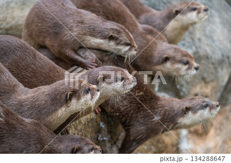 動物園のアイドル　コツメカワウソ 134288647