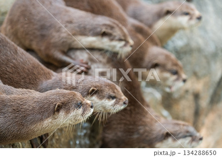 動物園のアイドル コツメカワウソ 動物園のアイドル コツメカワウソ 134288650