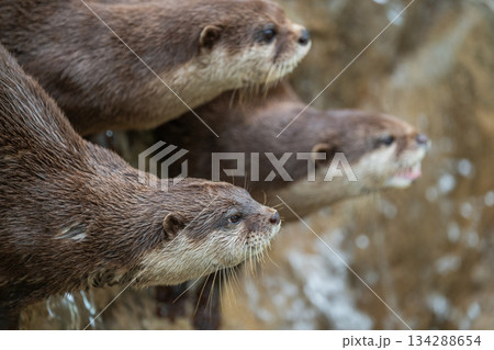 動物園のアイドル コツメカワウソ 動物園のアイドル コツメカワウソ 134288654
