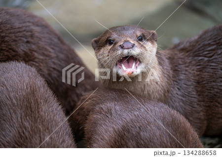 動物園のアイドル　コツメカワウソ 134288658