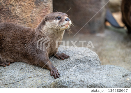 動物園のアイドル コツメカワウソ 動物園のアイドル コツメカワウソ 134288667
