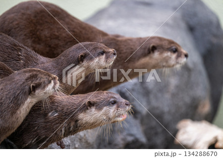 動物園のアイドル コツメカワウソ 動物園のアイドル コツメカワウソ 134288670