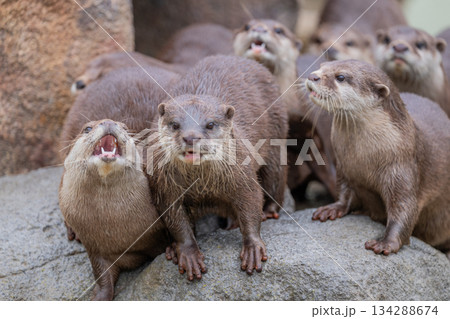 動物園のアイドル コツメカワウソ 動物園のアイドル コツメカワウソ 134288674