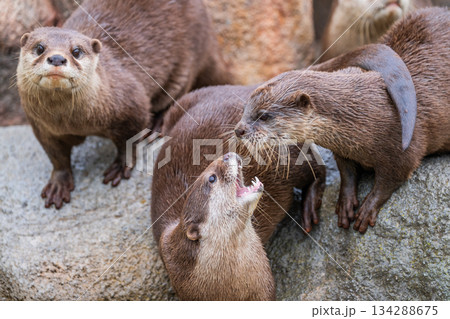 動物園のアイドル　コツメカワウソ 134288675