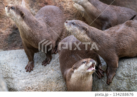 動物園のアイドル コツメカワウソ 動物園のアイドル コツメカワウソ 134288676
