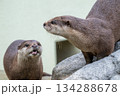 動物園のアイドル コツメカワウソ 動物園のアイドル コツメカワウソ 134288678