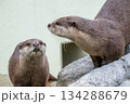 動物園のアイドル コツメカワウソ 動物園のアイドル コツメカワウソ 134288679