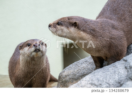 動物園のアイドル　コツメカワウソ 134288679