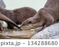 動物園のアイドル コツメカワウソ 動物園のアイドル コツメカワウソ 134288680