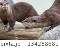 動物園のアイドル コツメカワウソ 動物園のアイドル コツメカワウソ 134288681