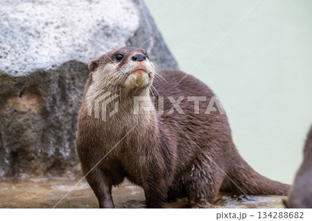 動物園のアイドル　コツメカワウソ 134288682