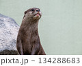 動物園のアイドル コツメカワウソ 動物園のアイドル コツメカワウソ 134288683