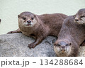 動物園のアイドル コツメカワウソ 動物園のアイドル コツメカワウソ 134288684