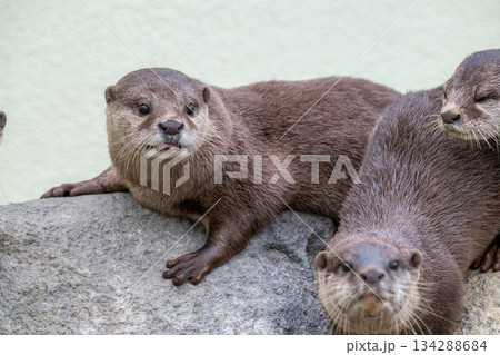 動物園のアイドル コツメカワウソ 動物園のアイドル コツメカワウソ 134288684