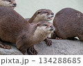 動物園のアイドル コツメカワウソ 動物園のアイドル コツメカワウソ 134288685