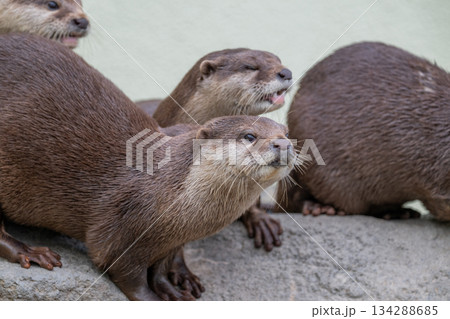 動物園のアイドル　コツメカワウソ 134288685