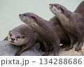 動物園のアイドル コツメカワウソ 動物園のアイドル コツメカワウソ 134288686