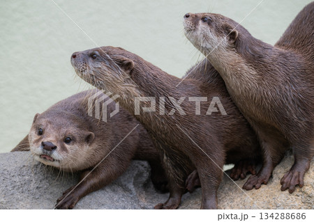 動物園のアイドル コツメカワウソ 動物園のアイドル コツメカワウソ 134288686