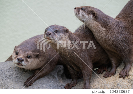 動物園のアイドル　コツメカワウソ 134288687