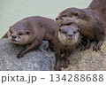 動物園のアイドル コツメカワウソ 動物園のアイドル コツメカワウソ 134288688