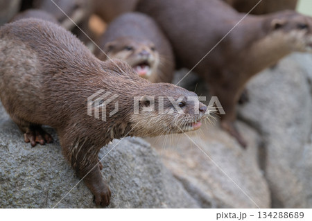 動物園のアイドル　コツメカワウソ 134288689
