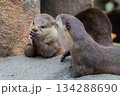 動物園のアイドル コツメカワウソ 動物園のアイドル コツメカワウソ 134288690