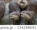 動物園のアイドル コツメカワウソ 動物園のアイドル コツメカワウソ 134288691