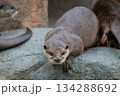 動物園のアイドル コツメカワウソ 動物園のアイドル コツメカワウソ 134288692