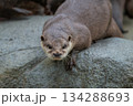 動物園のアイドル コツメカワウソ 動物園のアイドル コツメカワウソ 134288693