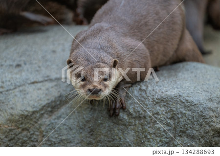 動物園のアイドル コツメカワウソ 動物園のアイドル コツメカワウソ 134288693