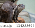 動物園のアイドル コツメカワウソ 動物園のアイドル コツメカワウソ 134288694
