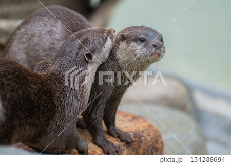 動物園のアイドル　コツメカワウソ 134288694