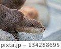 動物園のアイドル コツメカワウソ 動物園のアイドル コツメカワウソ 134288695