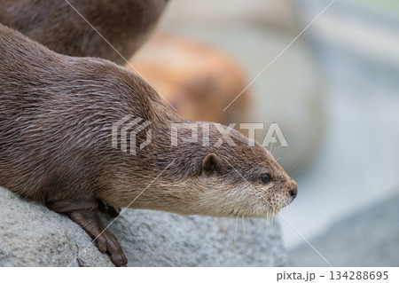 動物園のアイドル　コツメカワウソ 134288695