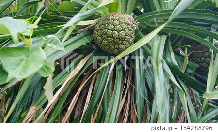 亜熱帯の自然が育む石垣島の植物 134288796