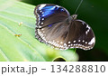 石垣島で見られる蝶のアップ写真 134288810