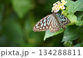 石垣島で見られる蝶のアップ写真 134288811