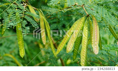 亜熱帯の自然が育む石垣島の植物 134288813