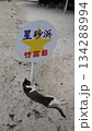 星砂浜の看板前で寝ている猫の風景 134288994