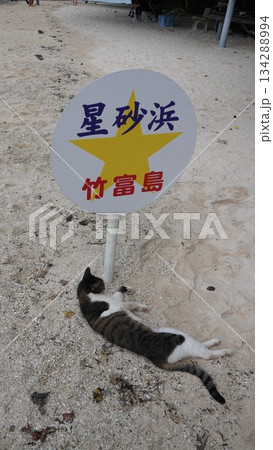 星砂浜の看板前で寝ている猫の風景 134288994