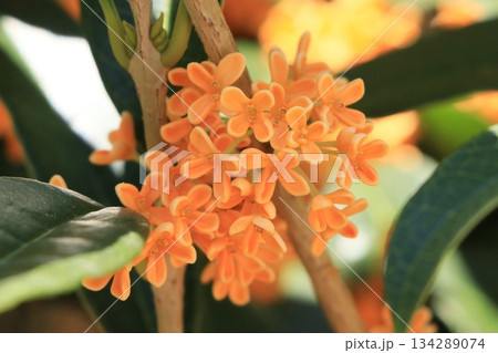 キンモクセイの花 キンモクセイの花 134289074