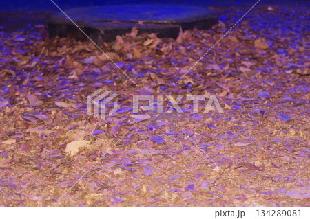 一面に広がる落ち葉は青の洞窟 134289081