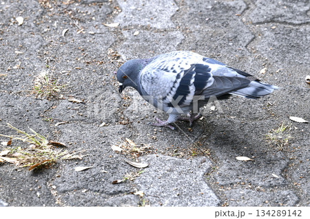 日本の横浜都市景観 都会暮らし・街中の鳩…エサ探し…＝横浜市内（横浜市都筑区） 134289142