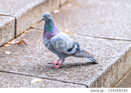 日本の横浜都市景観 都会暮らし・街中の鳩…エサ探し…＝横浜市内（横浜市都筑区） 134289145
