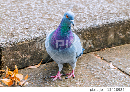 日本の横浜都市景観 都会暮らし・街中の鳩…エサ探し…＝横浜市内（横浜市都筑区） 134289234