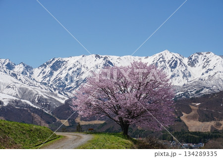 快晴の青空と残雪の北アルプス連峰を背景に咲く白馬村野平の桜 Ver2 快晴の青空と残雪の北アルプス連峰を背景に咲く白馬村野平の桜 Ver2 134289335