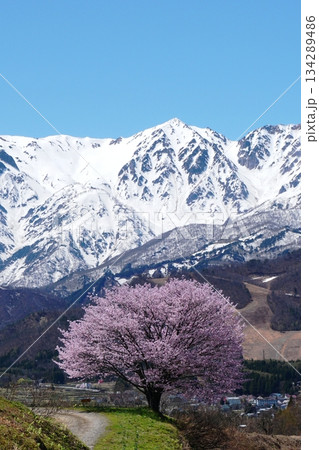 快晴の青空と残雪の白馬鑓ヶ岳を背景に咲く白馬村野平の一本桜 快晴の青空と残雪の白馬鑓ヶ岳を背景に咲く白馬村野平の一本桜 134289486