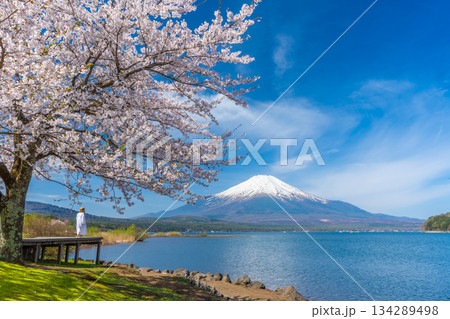 山中湖　桜 134289498