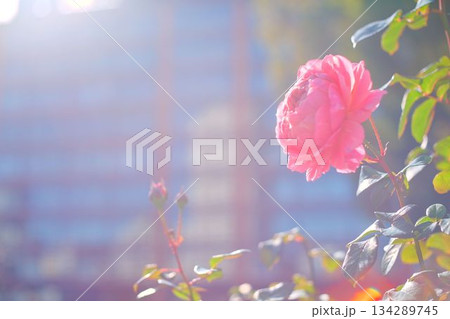 心和む都会のオアシス 心和む都会のオアシス 134289745